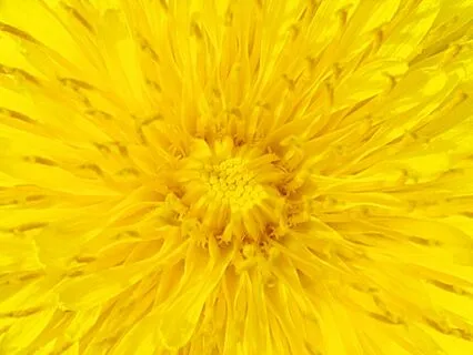 From Self-Compassion To Universal Compassion, Metta Practice