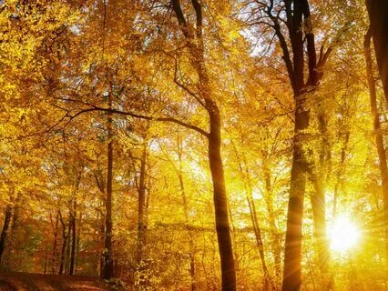 From Suffering To Compassion: A Guided Tonglen Meditation