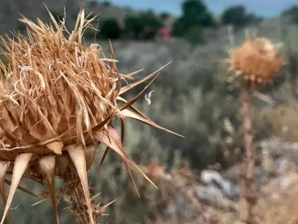 From Tension To Tenderness: Moving Towards Loving-Kindness