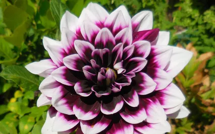 From The First Rung To The Last This Is Tantra 