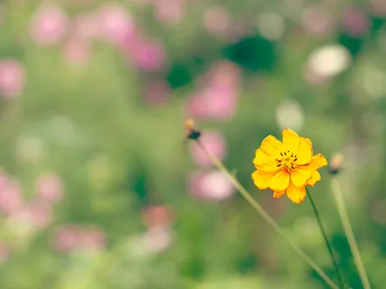 What Makes A Meaningful Life: From The Perspective Of The Man On The Moon