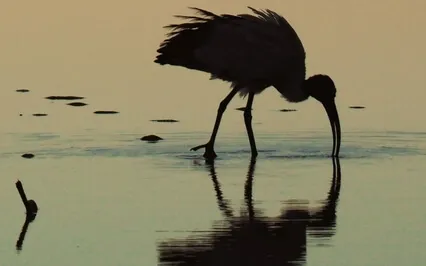 From Wholeness To Wellness - Tone Therapy