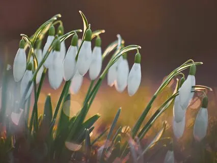 From Winter To Spring - Calming Chimes Sound Healing