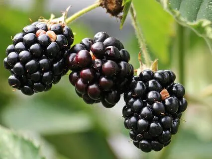 From Youth To Wisdom - September 30