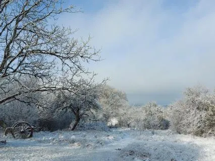 Frozen