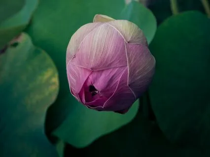 Fukanzazengi, Universal Principles Of Zen Meditation -2