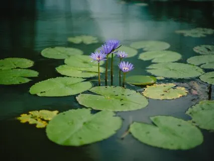 Fukanzazengi, "Universal Principles Of Zen Meditation"-4