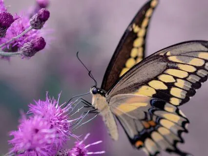 Fukanzazengi "Universal Principles Of Zen Meditation" 7