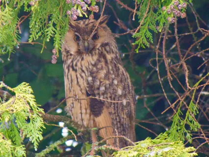 Fukurō (Owl) - Root Chakra Meditation