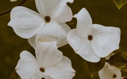 Full Audio: Affirmations For Seasonal Depression