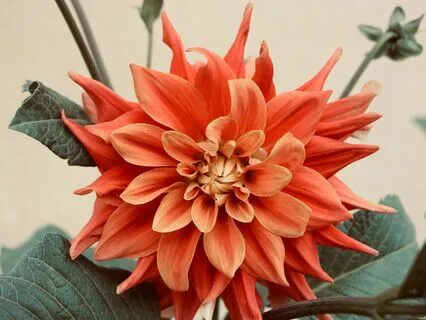 Full Bloom Flowering Yoga Nidra