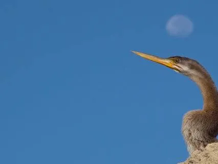 Full Blue Moon Tips For Sensitive Souls