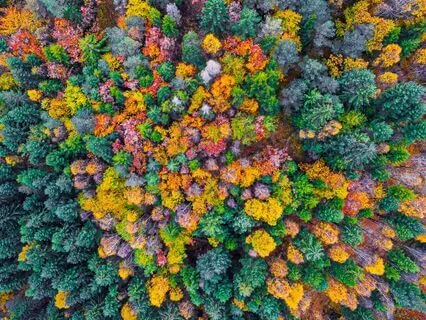 Full Body & Brain Detox With Tuning Forks + Gamma