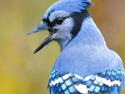 Full Body Scan. Blue Jay Animal Medicine. Oneness. And Sleep