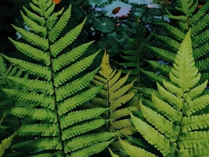 Full Body Scan For Deep Relaxation