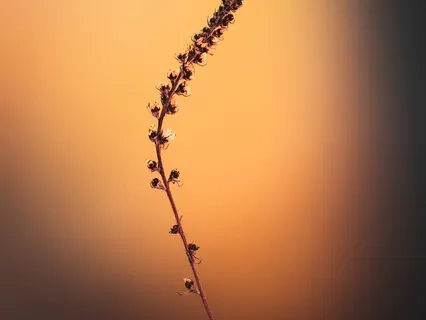 Full Body Scan Meditation