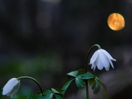 Full Flower Moon Activation (Reiki-Infused)