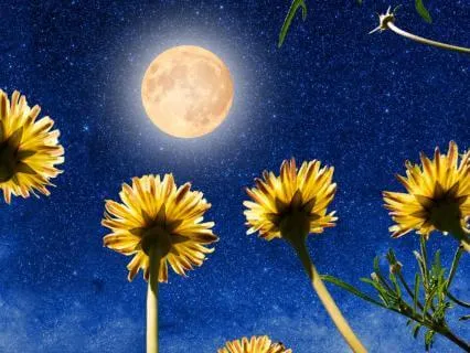 Full Flower Moon: May Meaning & Ritual