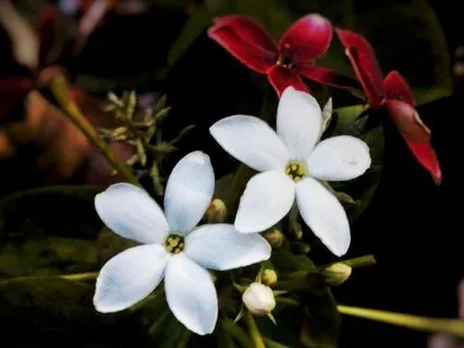 Full Moon Affirmation Meditation