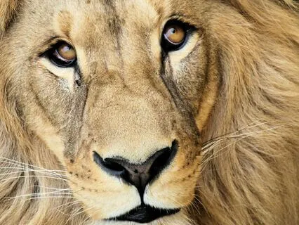 Full Moon in Leo (With Alpha Binaural Background)