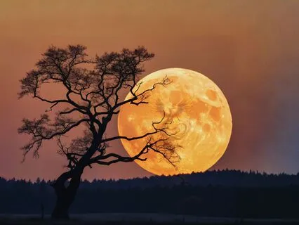 Full Moon Magic: November 2025 Full Moon Meditation