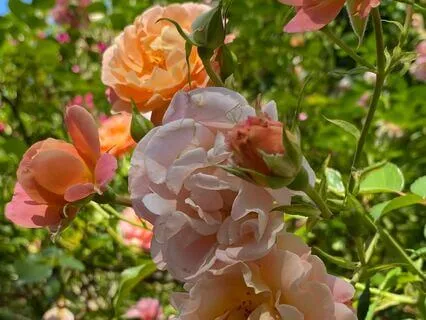 Full Moon Meditation: Individual + Collective Freedom