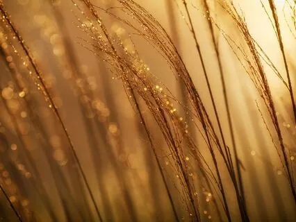 Full Moon Meditation | Strenght | Shine | Leo