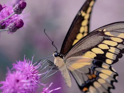 Full Moon Meditation | Transformation | Emotions | Scorpio