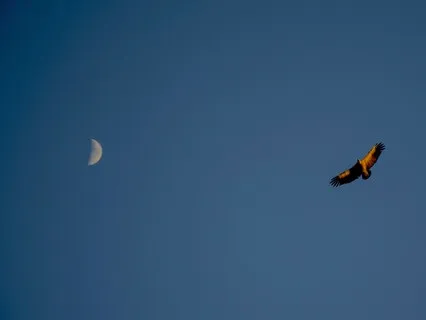 Full Moon Sagittarius Meditation & Sound Healing (3rd Eye)