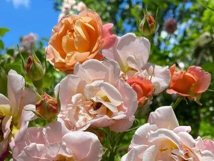 Full Moon Sound Bath: Individual + Collective Freedom