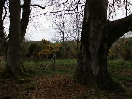 Full Moon Yoga Nidra: Letting Go & New Beginnings