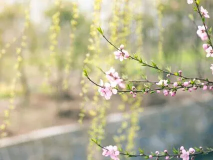 Full Spring The Awakening of Spring