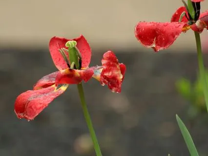 Fully Present With Focused Breath