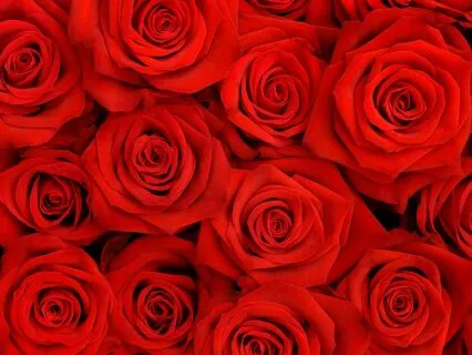 Für Dich solls rote Rosen regnen