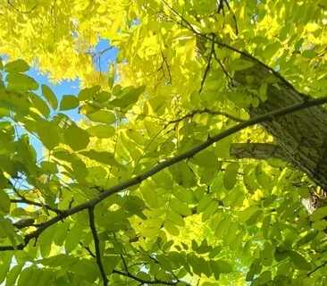 Future Self In Nature Meditation 