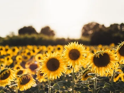 Future Self Manifestation