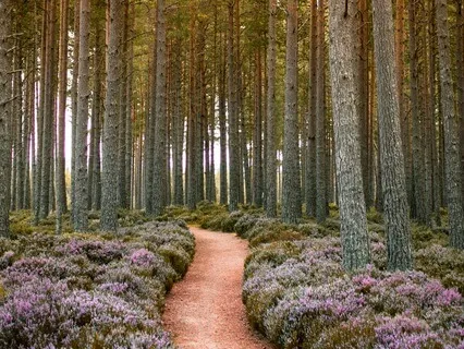 Future Self Success Visualization