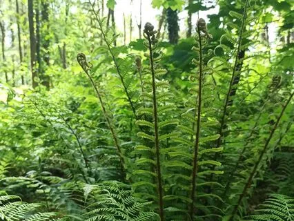 G.R.A.I.N Meditation - Being With Difficulty