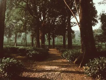 Gående meditation (15min)