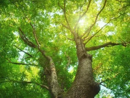 Gaia Dreaming ~ Summer Solstice Music & Nature Sound Healing