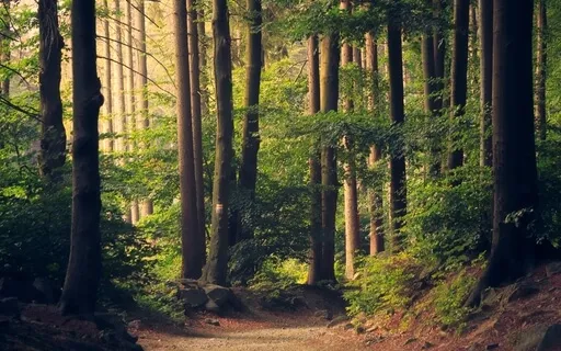 Gaia Grounding Morning Meditation