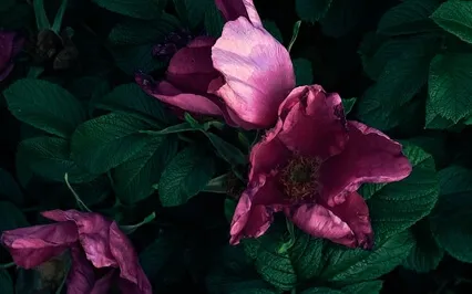 Gain Self Love Sleep Meditation