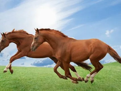 Galloping Horses Sound Meditation