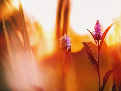 Ganesha Mantra, Om Gam Ganapataye Namah