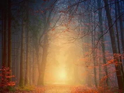 Gångmeditation (i skogen)