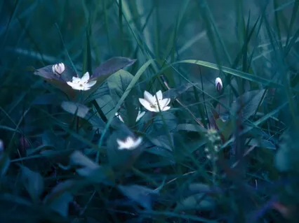Tranquil Nature Sounds 