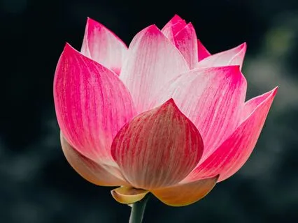 Garden Fly Plant: With Theta Waves In 432 Hz