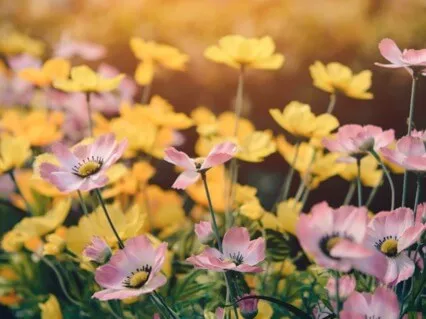 Garden Meditation with Archangel Michael