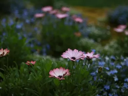 Garden Of Love (Poem With Background Music)