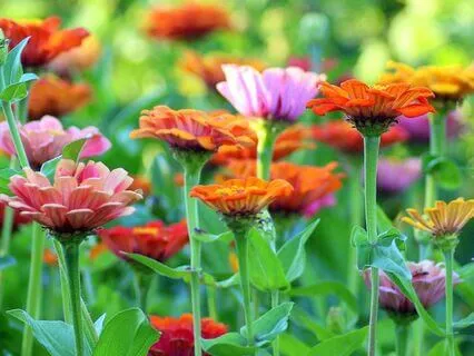 Garden Of The Heart | Plant Seeds Of Intention